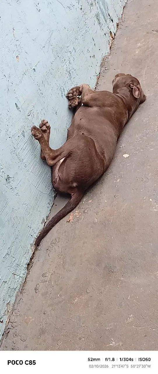 Pitbull 1ano - Foto 3