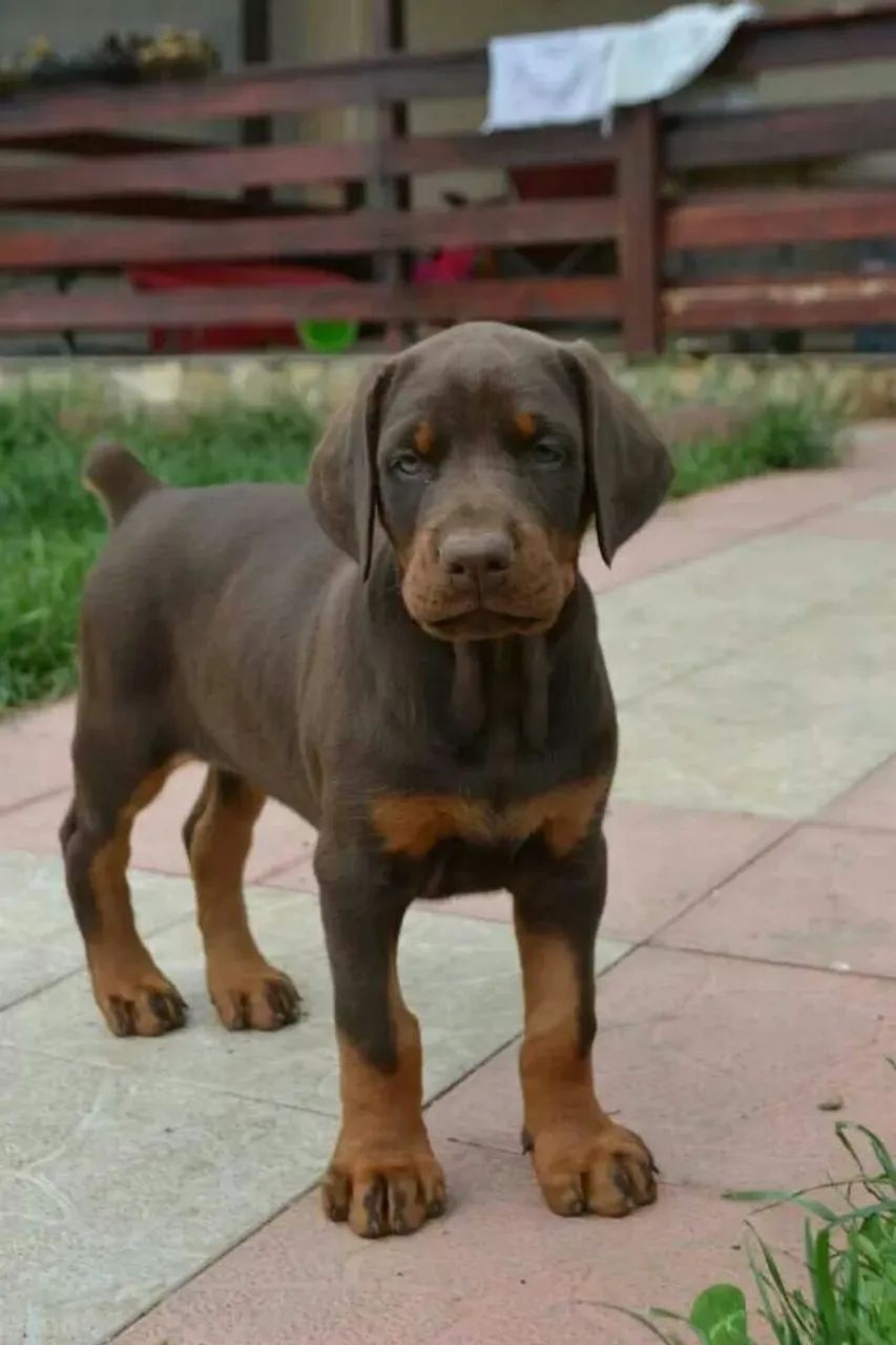 Doberman 
