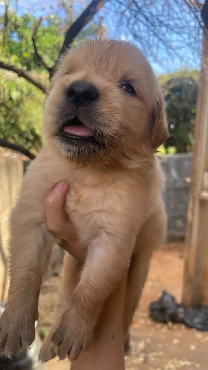 Golden Retriver  - Foto 2