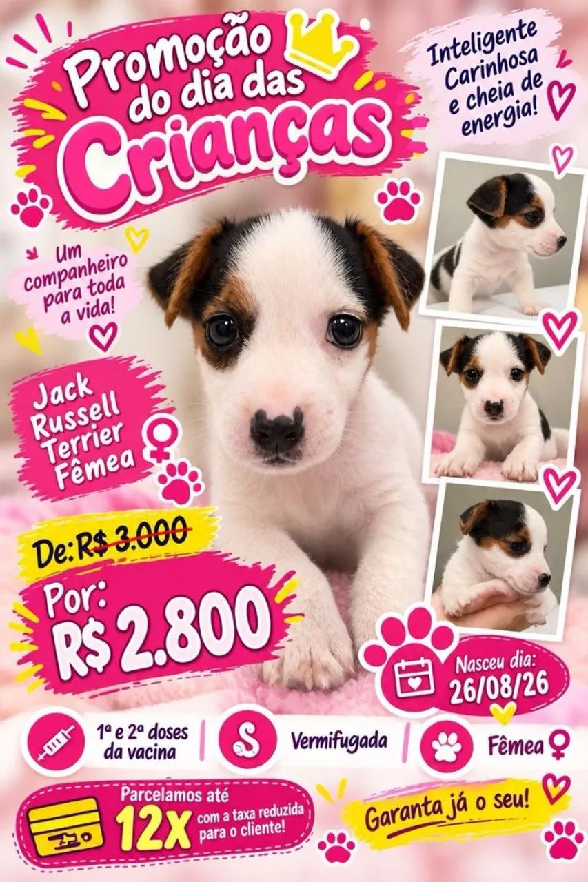 Jack russel