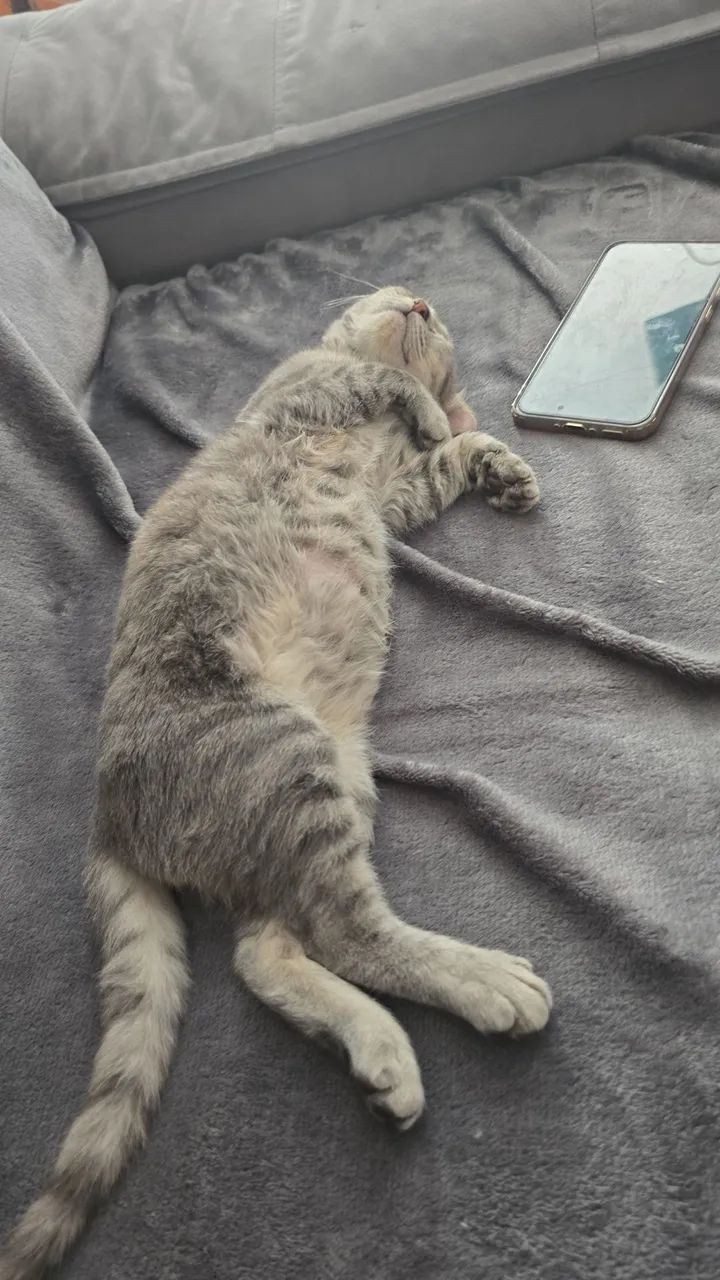 Gato 