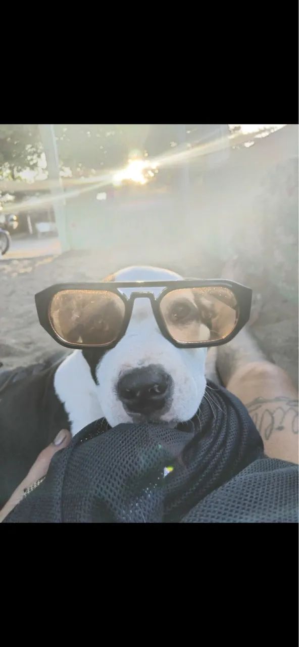 Pitbull American starfoshire  - Foto 4