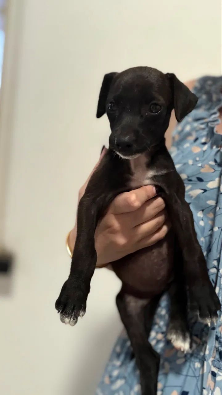 Cachorrinha pra adoção 