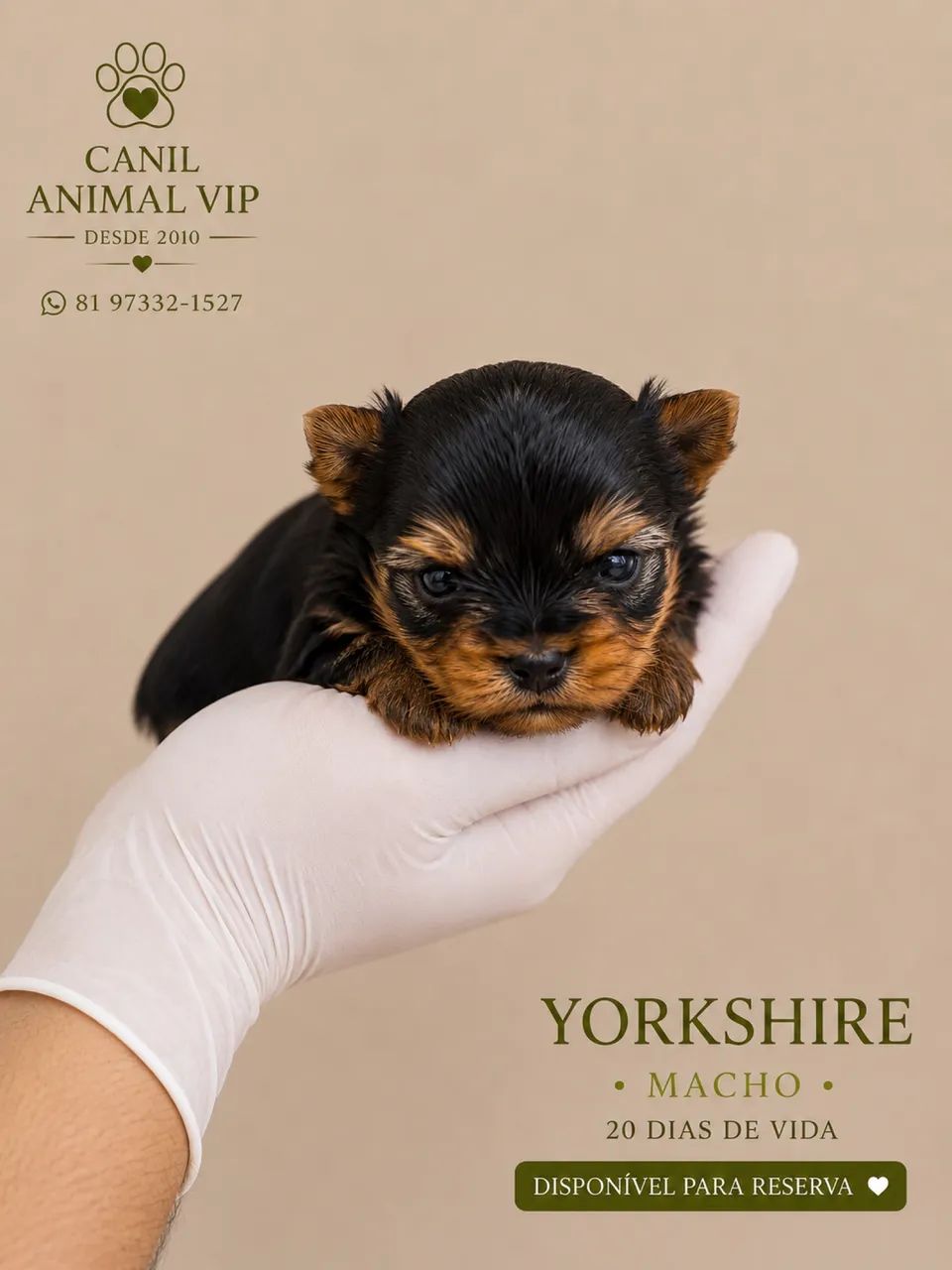 Yorkshire filhote 