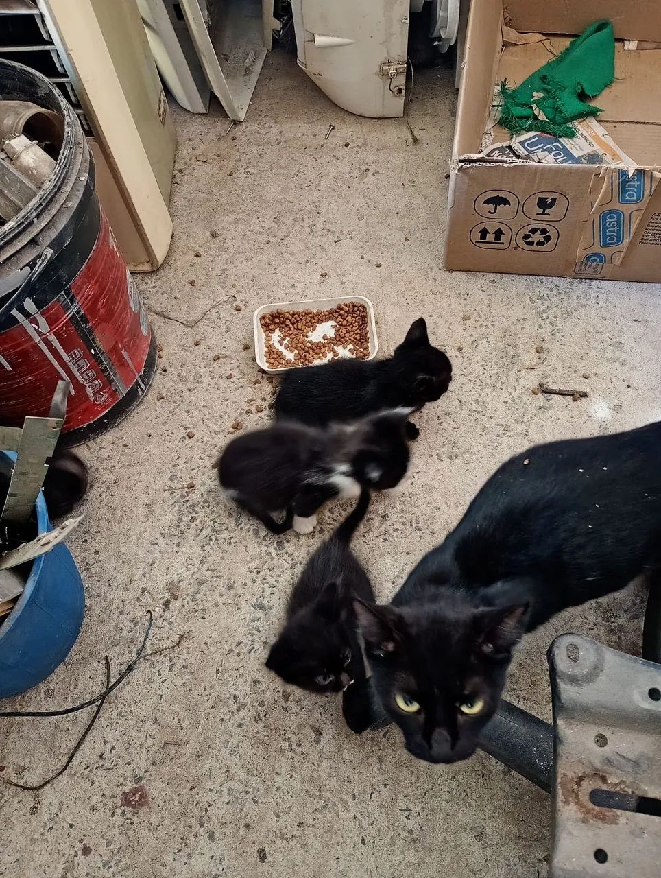 Filhotes de gato  - Foto 2