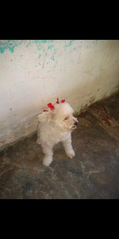 Poodle a procura de um namorado - Foto 5
