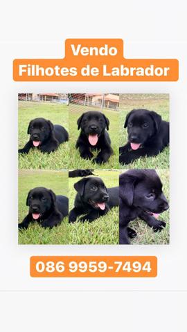 Vendo filhotes de Labrador