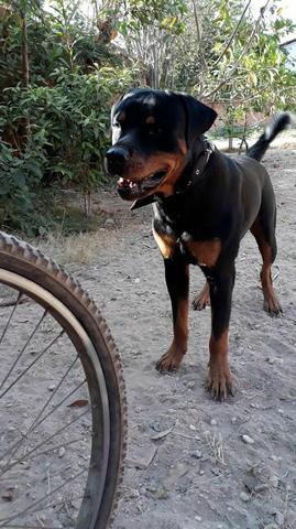 Rottweiler
