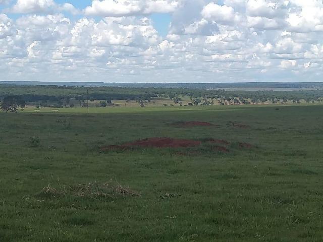 Fazenda pecuária 320 alq. Mato Grosso do Sul - Foto 5