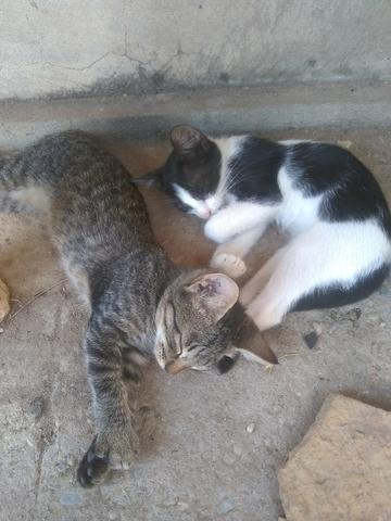 Doação de gatos - Foto 2