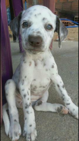 Vendo filhotes de dalmata