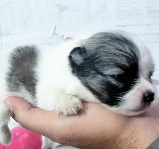 Spitz alemão - Foto 2