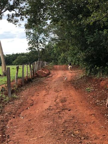 Chácara Pego imóvel muita água com cachoeira - Foto 12