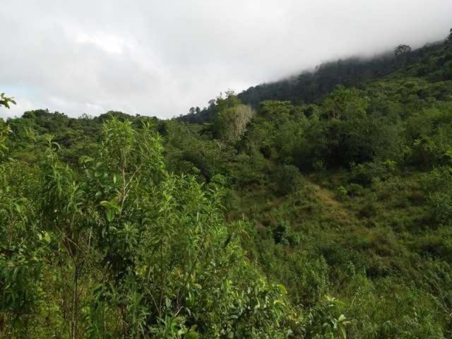 Fazenda de cacau no sul da bahia. mascote - camacã - itabuna - Foto 12