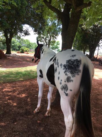 Paint Horse Homozigoto PO - Foto 6