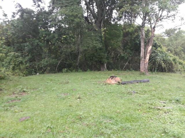 Chácaras de 20 mil mt a venda com escritura individual - Foto 3