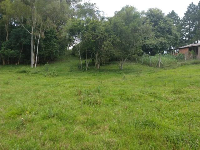 Sítio 4,1 hectares - volta do anacleto - montenegro - rs - Foto 14