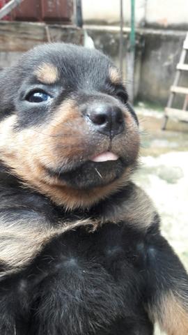 Cachorro rottweiler - Foto 3
