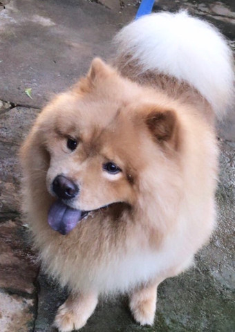 Filhotes de Chow-Chow - Foto 4