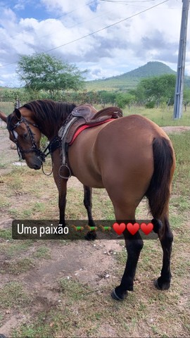 Cavalo bom de boi