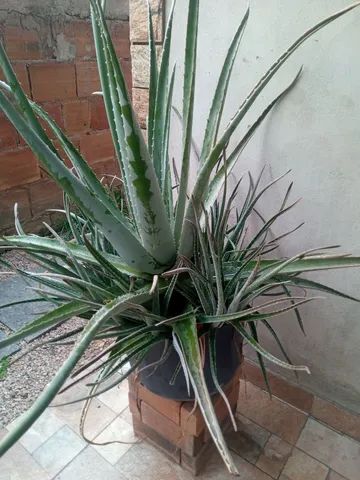 Babosa( Aloe Vera) - Foto 2