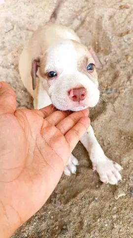 Filhotes de pitbull com pit monster  - Foto 5