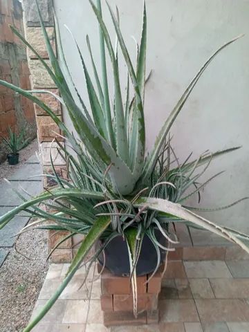 Babosa( Aloe Vera)
