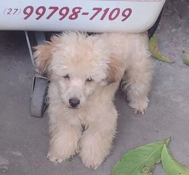 Estou vendendo essa princesinha.