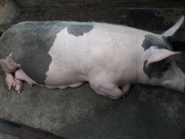 1 porca com mais de 150kg+ 8 filhotes 