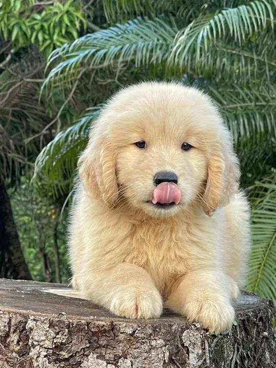 Novo membro e família @triunfokennel