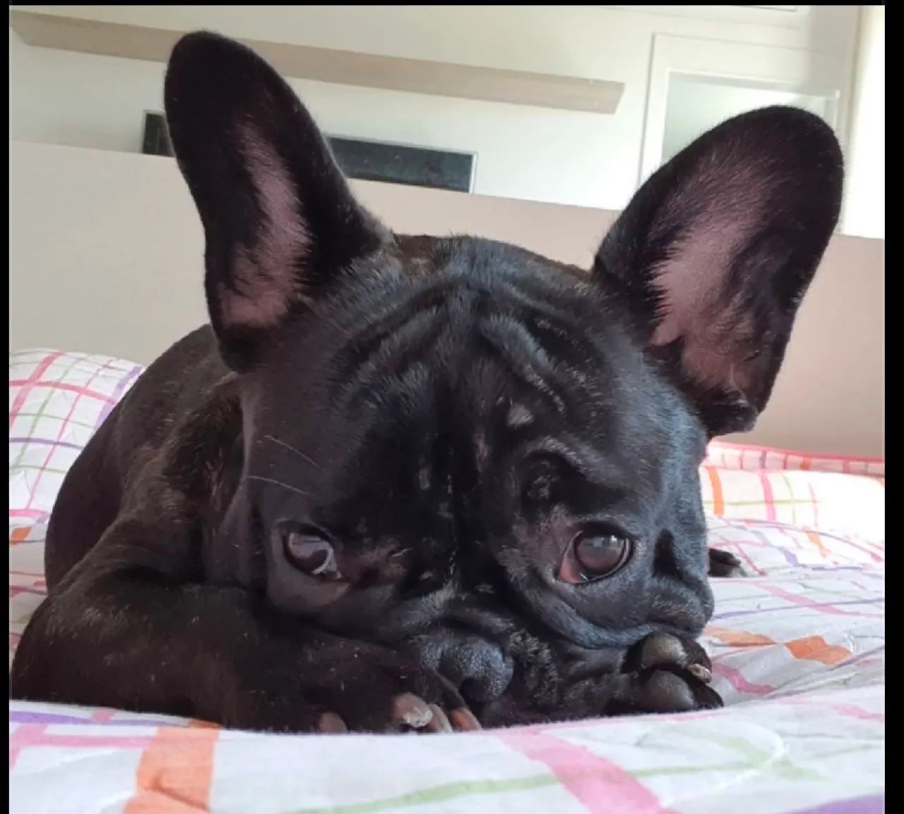 Buldogue francês  - Foto 3