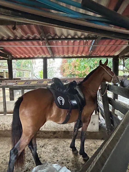 Vendo égua mangalarga  - Foto 3