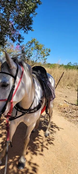 Égua marchadeira - Foto 2