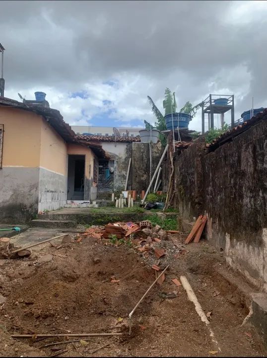 Poda e corte de árvores e palmeiras  - Foto 2