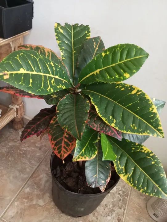 Planta Croton - Foto 3