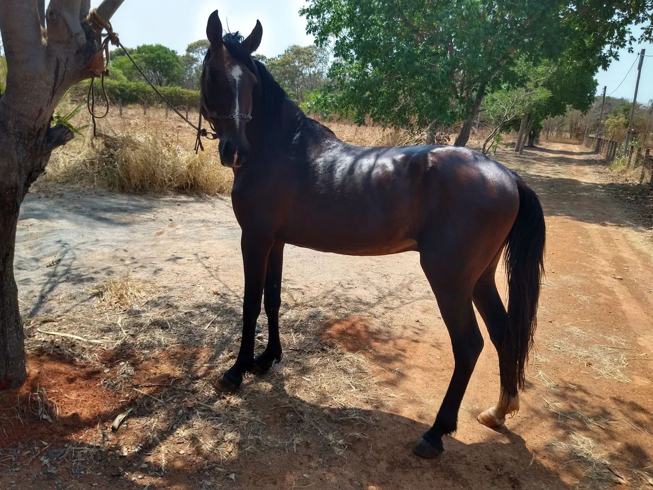 Cavalo Mangalarga Marchador