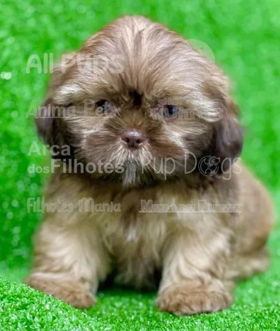 Lhasa Apso, seu cãopanheiro você encontra aqui! - Cachorros e acessórios -  Boa Vista, São Caetano do Sul 1275034859