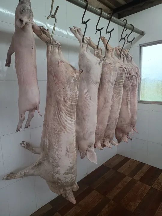 Venda de Porcos e Leitões - PROMOÇÃO DE NATAL/ RÉVEILLON  - Foto 2