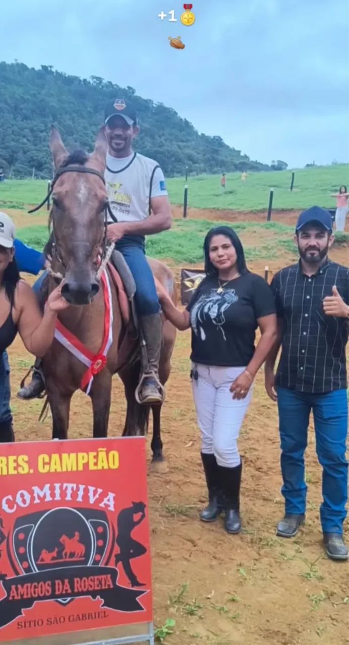 Cavalo Marcha Picada Genuína  - Foto 3