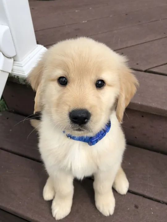 Golden Retriever com Pedigree