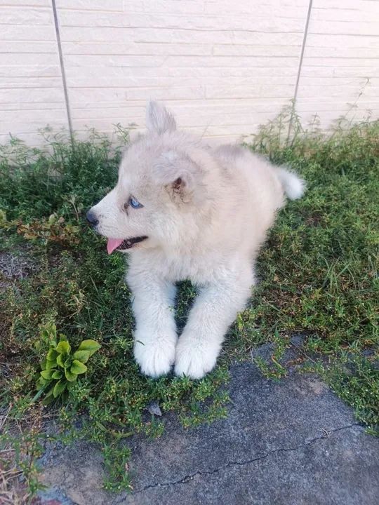 Filhotes de Husky Siberiano - Foto 5