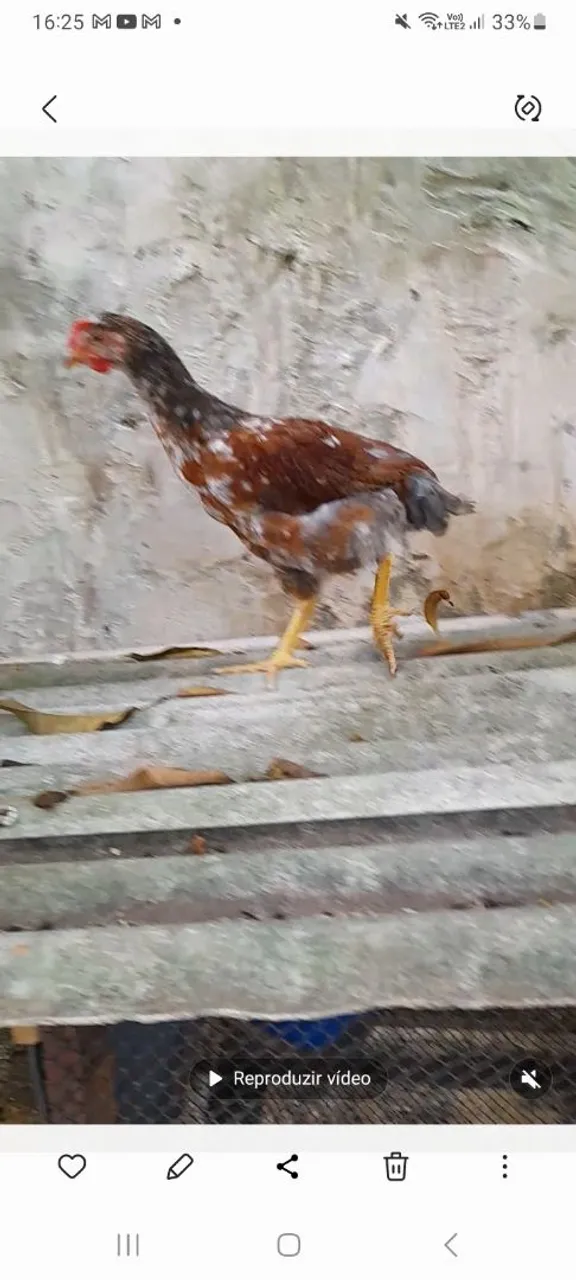 Franguinho gsb