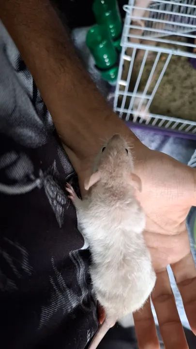 Ratos twisters pet - Foto 4