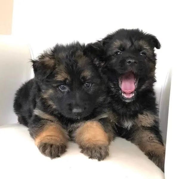 Pastor Alemão Filhotes com Pedigree e garantia de saude  - Foto 2