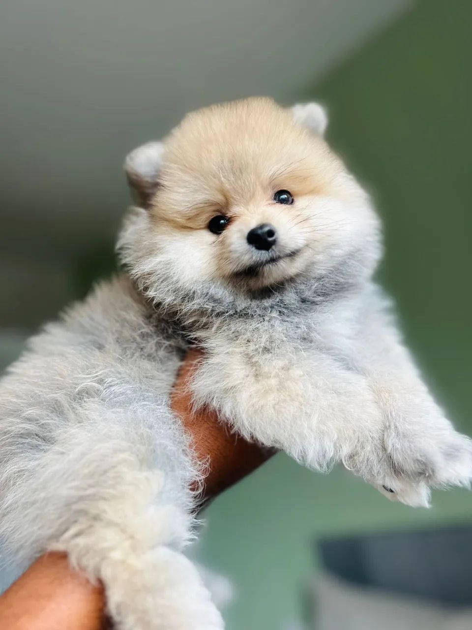 Cachorro Lulu da pomerânea - Foto 2