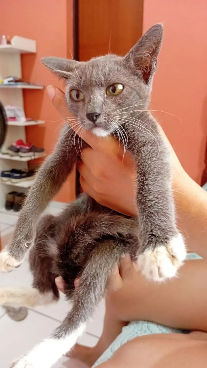 Gatinho cinza e branco disponível para adoção! - Foto 2