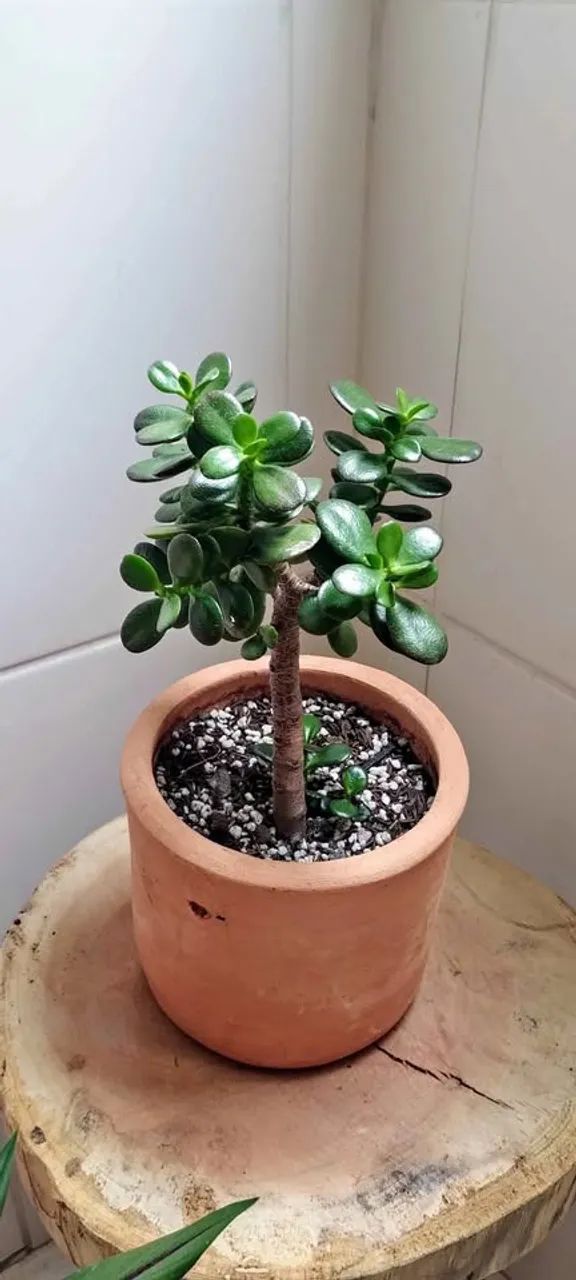 Planta conduzida no estilo Bonsai  Jade (Crassula Ovata)  - Foto 2
