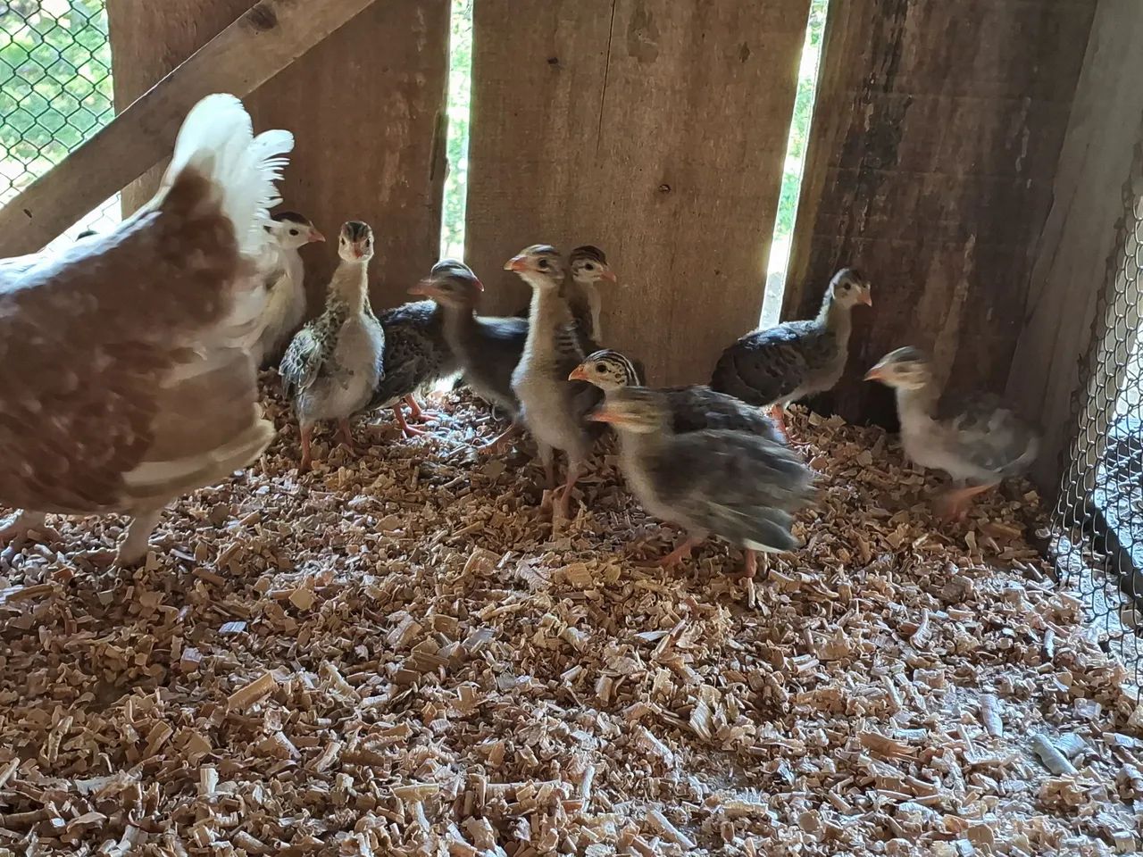 Filhotes de angulistas - Foto 2