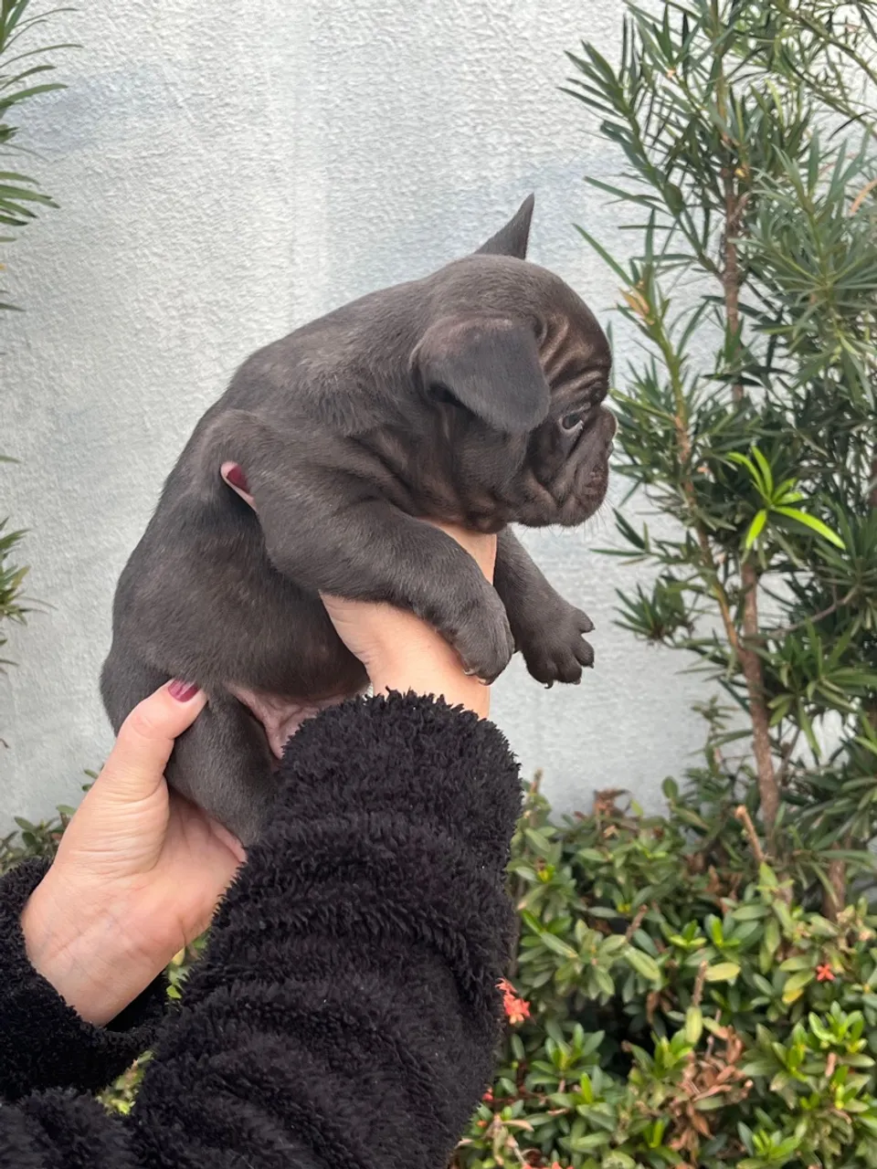 Filhote de Bulldog Francês exótico chocolate - Macho