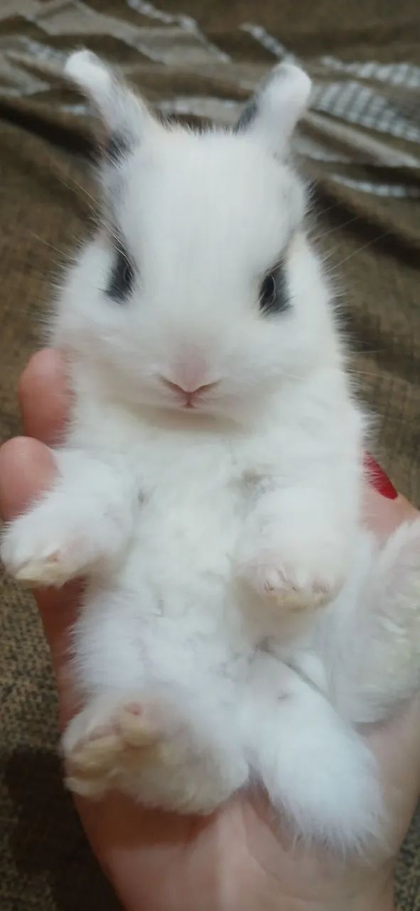 Mini coelho Hotot 